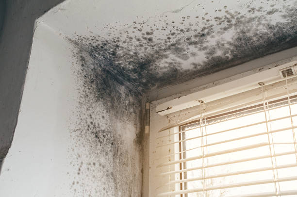 Affordable Basement Mold Removal solutions in Shelbyville, TN