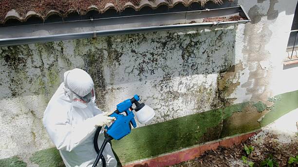 Top rated local Basement Mold Removal specialists in Shelbyville, TN